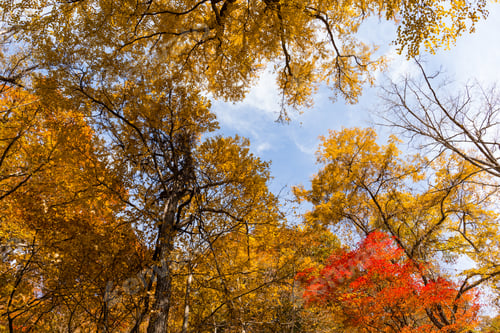 Preview: Autumn seasoan landscape in forest