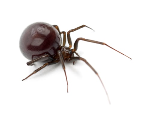 Preview: Common House Spider, Parasteatoda tepidariorum, against white background