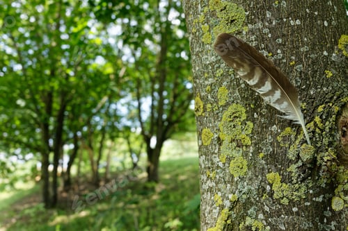 Preview: Feather on Lichen-Covered Tree
