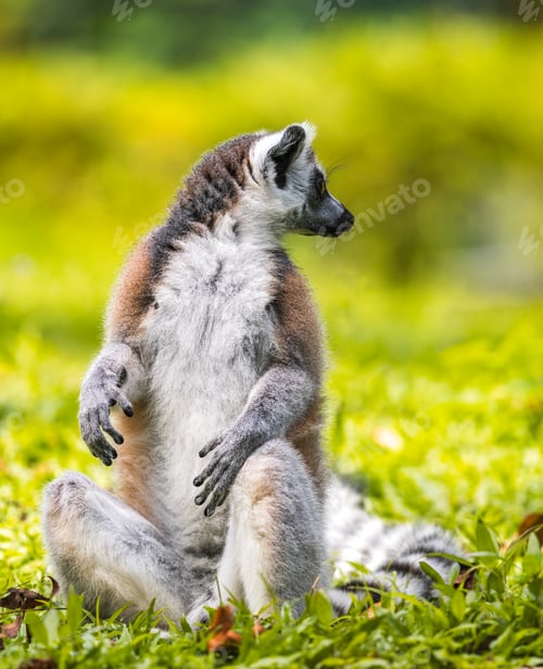 Preview: Ring-tailed lemur sitting on lush green grass portrait photograph. black and white ringed tail,