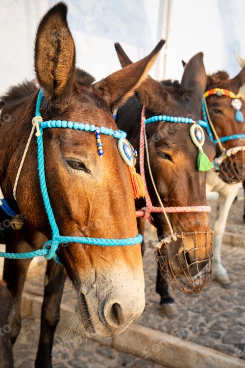 Preview: Traditional Donkey on Stairs in Thira, Santorini Island in Greece