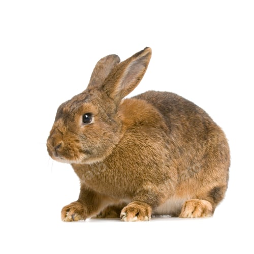 Preview: Common Rabbit