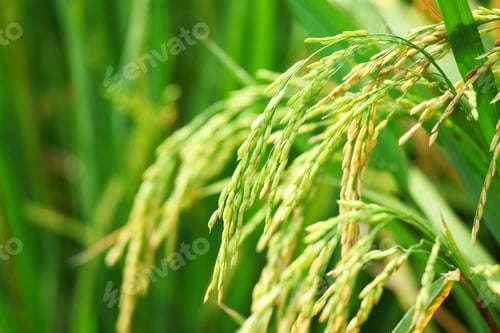 Preview: Paddy rice in field