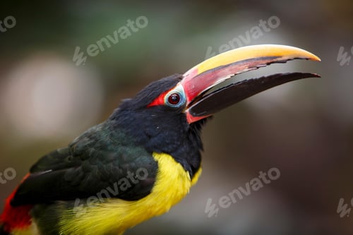 Preview: toucan, bird, colours, tropics