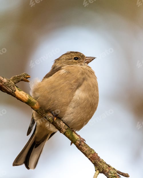 Preview: Close-up shot of beautiful Common Chaffinch (Fringilla coelebs) bird perched on a tree branch