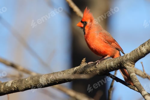 Preview: Red cardinal perched on a tree branch in a natural outdoor habitat, with trees in the background