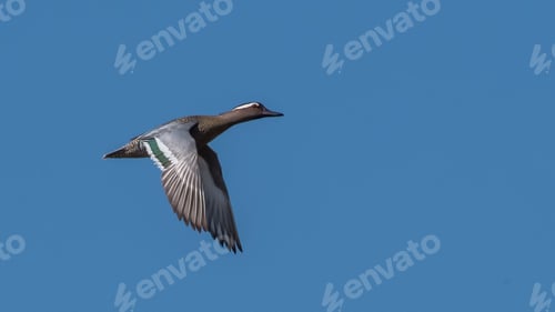 Preview: Wild ducks. Flock of birds in flight against a sky.