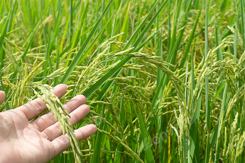 Preview: Checking ripe rice on hand