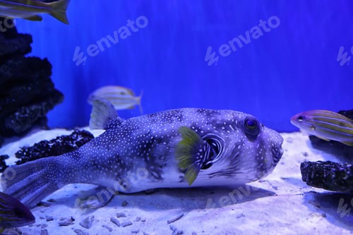 Preview: Beautiful pufferfish in clear toned blue aquarium