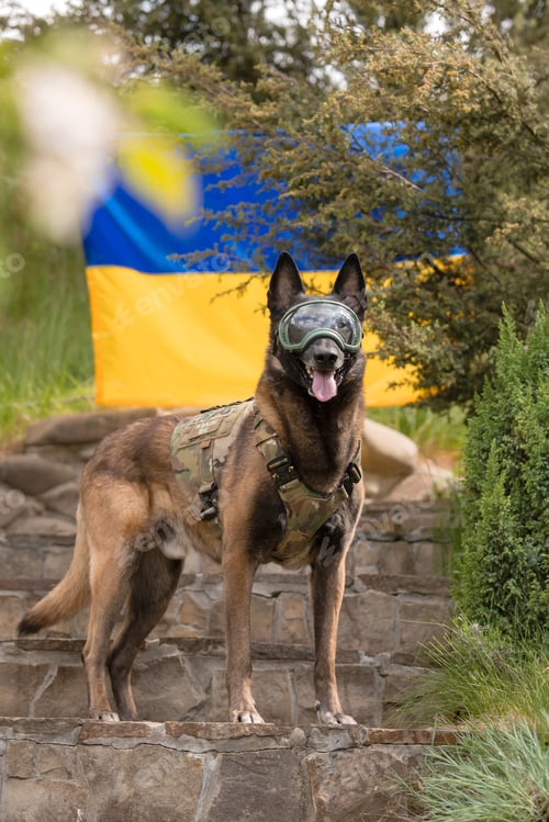 Preview: Dog armor. Dog in a bulletproof vest. Belgian Shepherd Malinois dog in front of a Ukrainian flag.