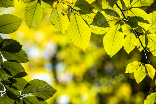 Preview: Close up of bright vibrant yellow leaves on a tree branches in autumn park. Detail of fall forest