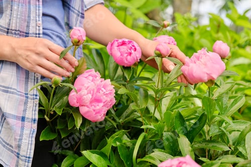 Preview: Close-up of woman's hands touching blooming bush of pink peonies