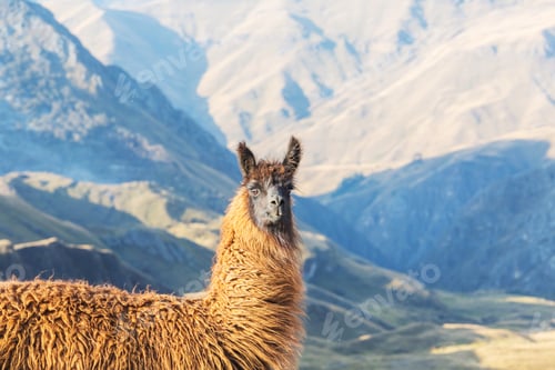 Preview: Llama