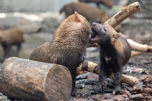 Preview: Bush dog (Speothos venaticus) in nature.