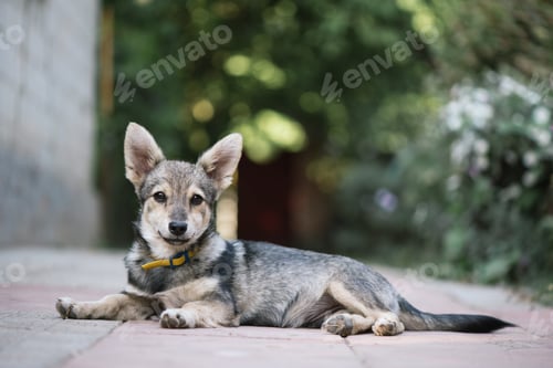 Preview: Young Gray Mutt
