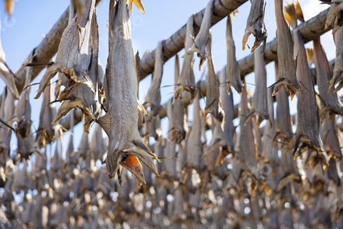 Preview: Close up of cod fish drying on traditional wooden racks in Lofoten Islands, Norway, Europe