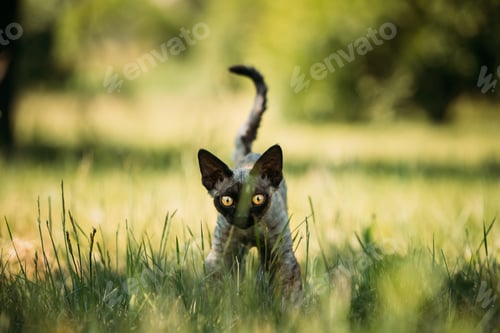 Preview: Young Gray Devon Rex Kitten In Green Grass. Short-haired Cat Of