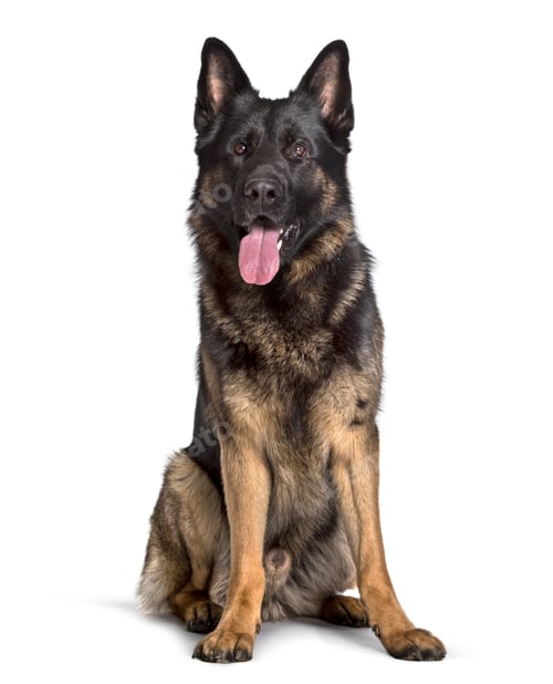 Preview: German Shepherd sitting against white background