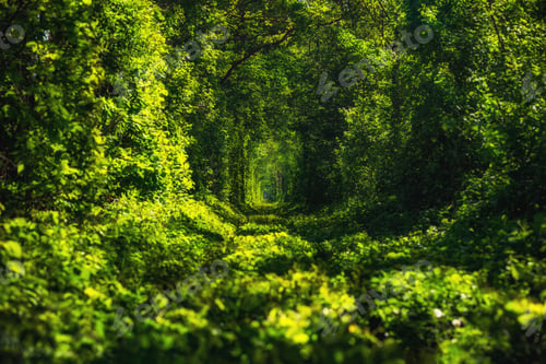 Preview: Beautiful tunnel of green trees . Tunnel of love.
