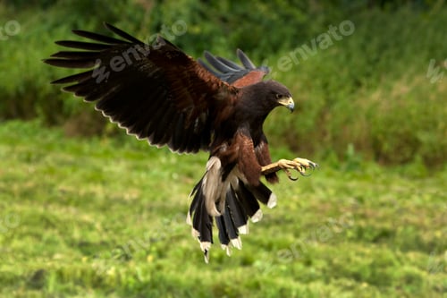 Preview: Harris Hawk - Ecuador - South America