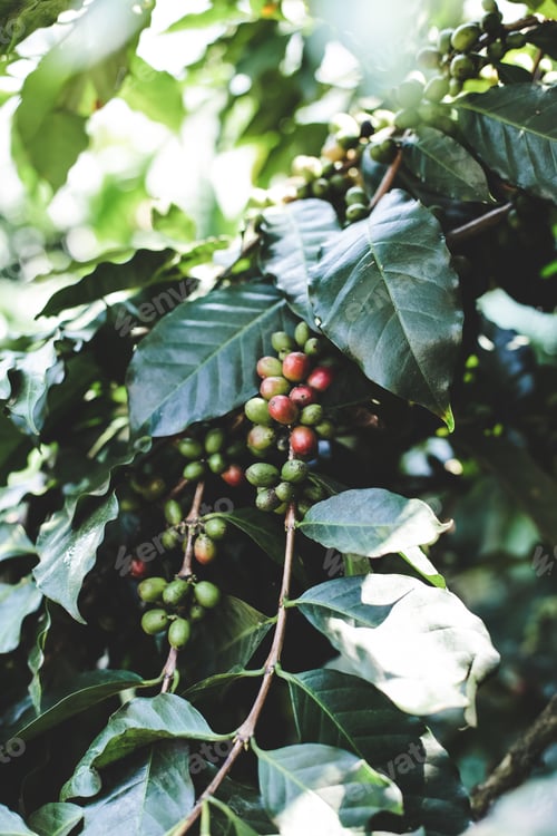 Preview: Coffee berry ripening