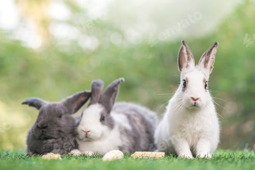 Preview: bunny Easter fluffy baby rabbit or new born rabbit. baby cute rabbit