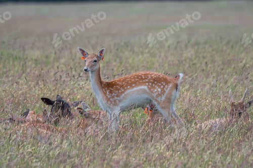 Preview: Deer in a grassy field