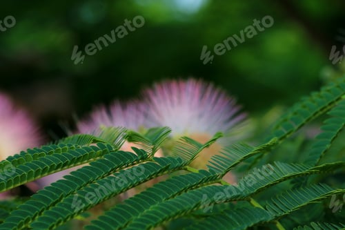 Preview: Mimosa Tree Flowers And Leaves - Close Up Photograph Of Leaves And Flowers On A Mimosa Tree With