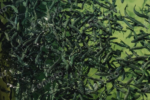Preview: Closeup of school of juvenile fish in the freshwater