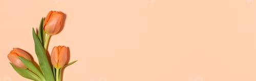 Preview: Spring background with orange tulips