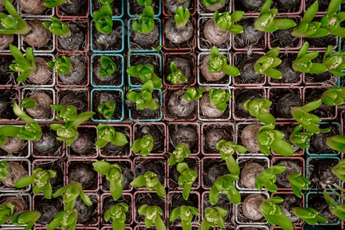 Preview: Background, with lots of hyacinth flower bulbs.