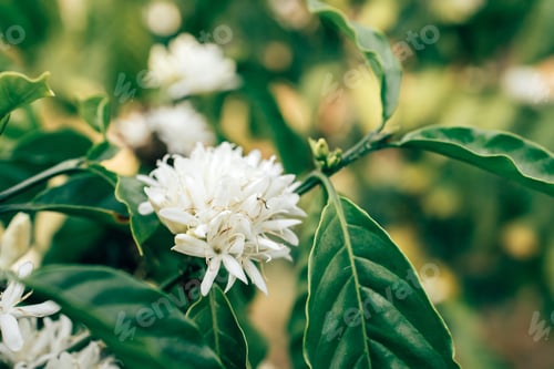 Preview: Coffee Flower Blooming On Tree