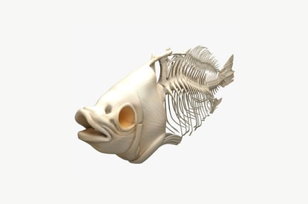 Предпросмотр: Вид скелета рыбы сбоку