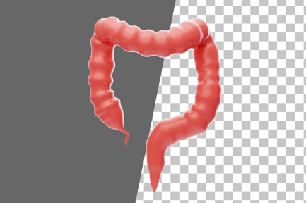 Preview: Large Intestine 3D Icon