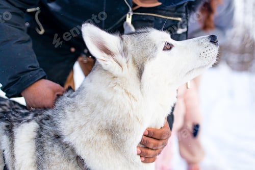 Preview: mixed race man hug his dog husky in winter forest park close up