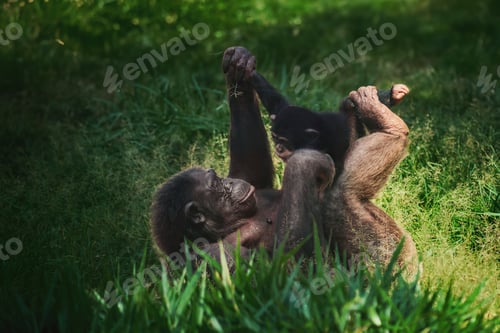 Preview: Chimpanzee mother and child playing (Pan troglodytes)