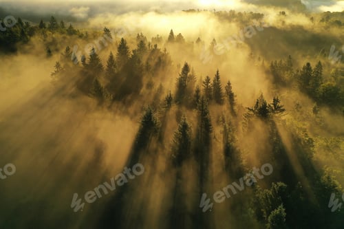 Preview: Morning fog in the forest