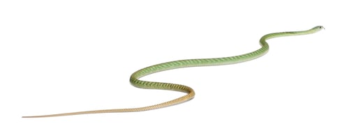 Preview: Western green mamba - Dendroaspis viridis, poisonous, white background