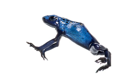 Preview: Blue poison dart frog jumping, Dendrobates tinctorius azureus, isolated on white