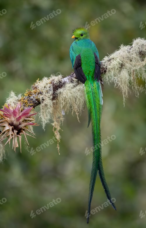 Preview: A Resplendent Quetzal in Costa Rica