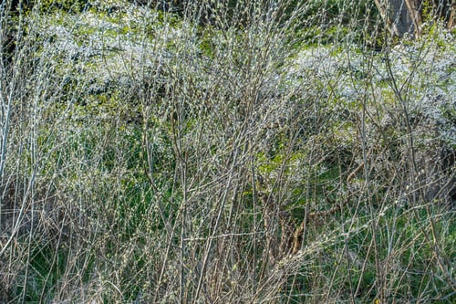 Preview: A Closeup Shot Of White Spring Plant Blossoms. Background Or Texture.