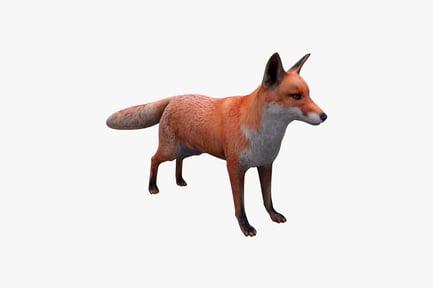 Preview: Red fox in profile, walking posture