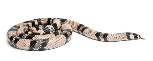 Preview: Anerytristic Honduran milk snake, Lampropeltis triangulum hondurensis, in front of white background