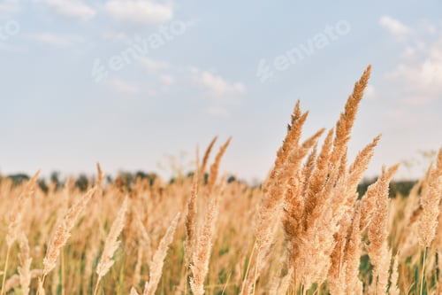 Preview: Autumn background of dry grass defocused