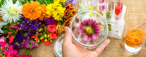 Preview: Flowers and test tubes for perfume making. Selective focus.