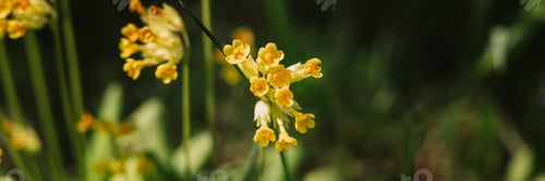Preview: primrose primula veris (common cowslip) flowers. first spring bright yellow blooming wildflowers in