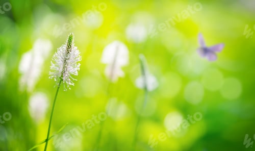 Preview: Springtime background with defocused lights and butterfly. Selective focus.