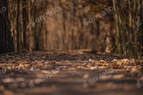 Preview: Selective focus shot of path with fallen dry leaves at Phinizy Swamp Nature Park in Augusta, Georgia