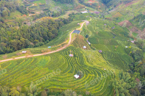 Preview: Tea or strawberry farm, agricultural plant fields. Rural area. Farm. Nature landscape background