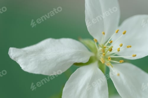 Preview: Close-up of a cherry tree flower